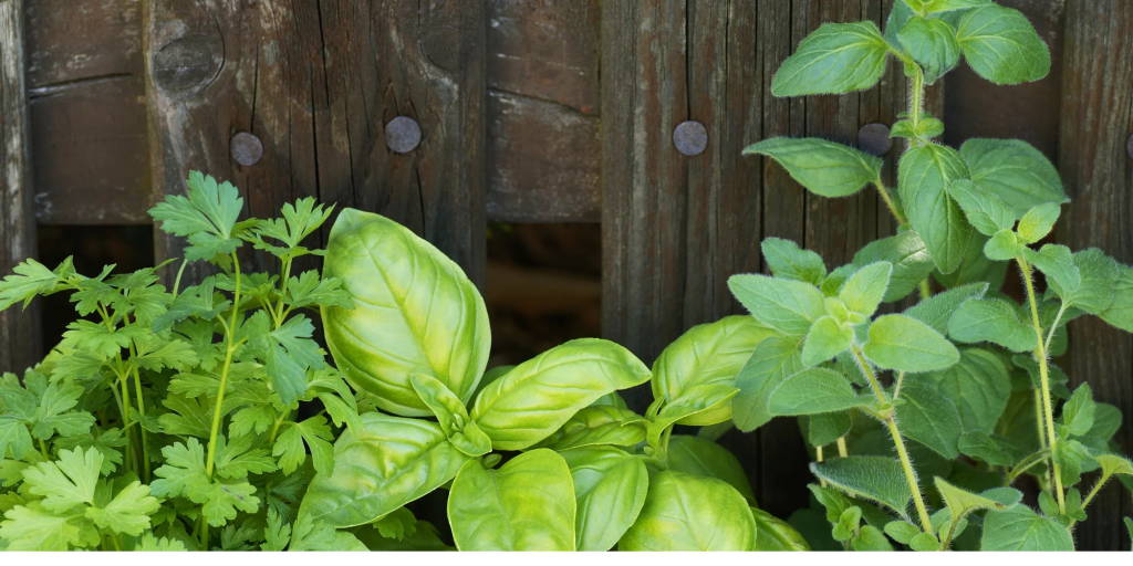 fresh basil parsley and oregano herbs growing in home garden near wooden fence
