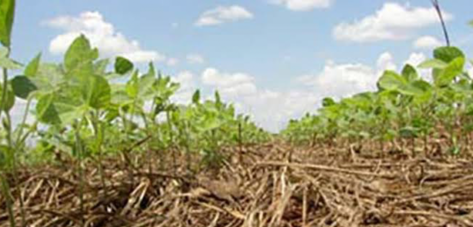 mulched crop rows improving soil moisture retention and weed control in garden
