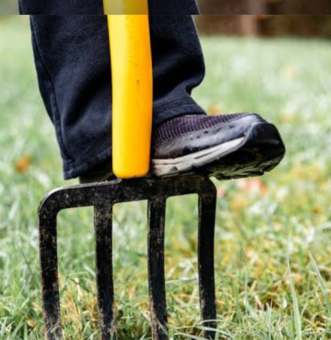 aerating lawn with garden fork to improve soil drainage and root growth