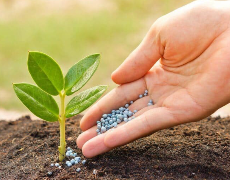 applying fertilizer granules to young plant for better growth and soil nutrition