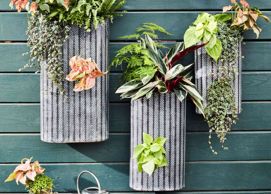 Wooden teal background holding black and white elongated containers filled with plants.