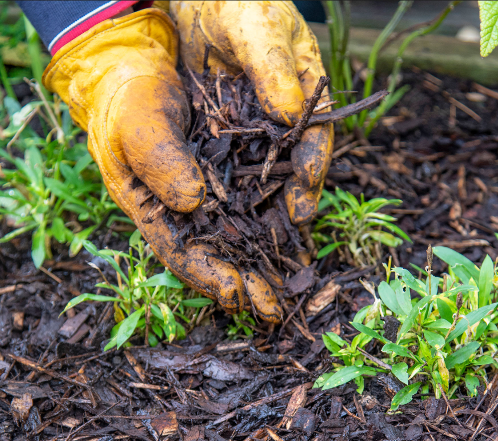 gardener adding organic mulch to soil to retain moisture and improve plant health