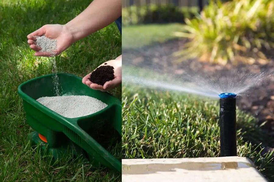 spreading lawn fertilizer and watering grass with sprinkler for healthy lawn care