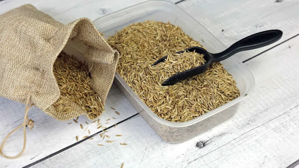 grass seed mix in container with scoop for lawn seeding and soil improvement