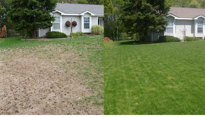 A yard before and after lawn aeration care