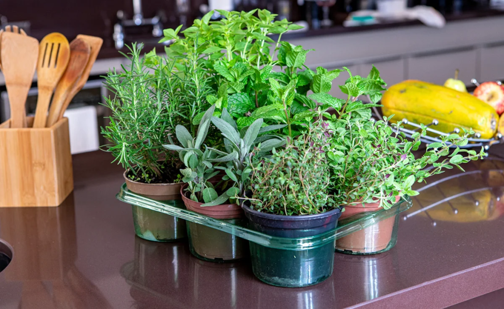 fresh potted kitchen herbs including rosemary, mint, sage and thyme on modern kitchen countertop