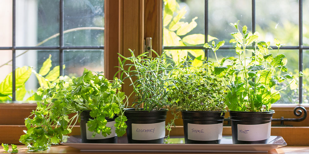 indoor herb garden with labeled pots of cilantro, rosemary, thyme and mint on sunny windowsill
