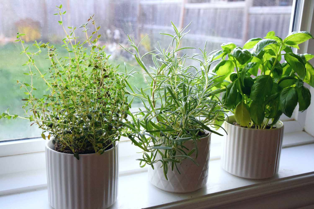 potted herbs including thyme, rosemary and basil growing indoors on bright kitchen windowsill