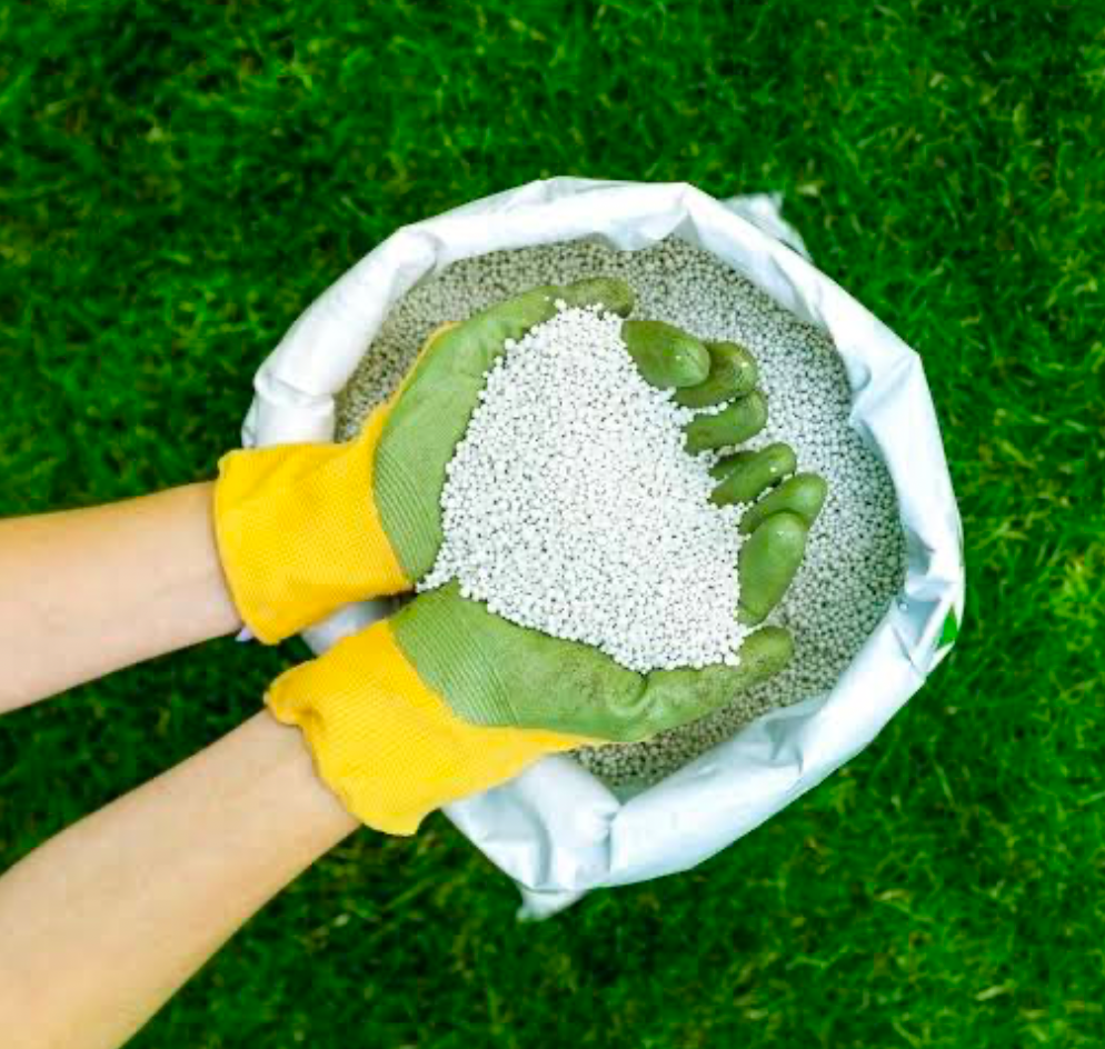 A gardener’s gloved hands hold grains of granular fertilizer from a bag on a lawn 