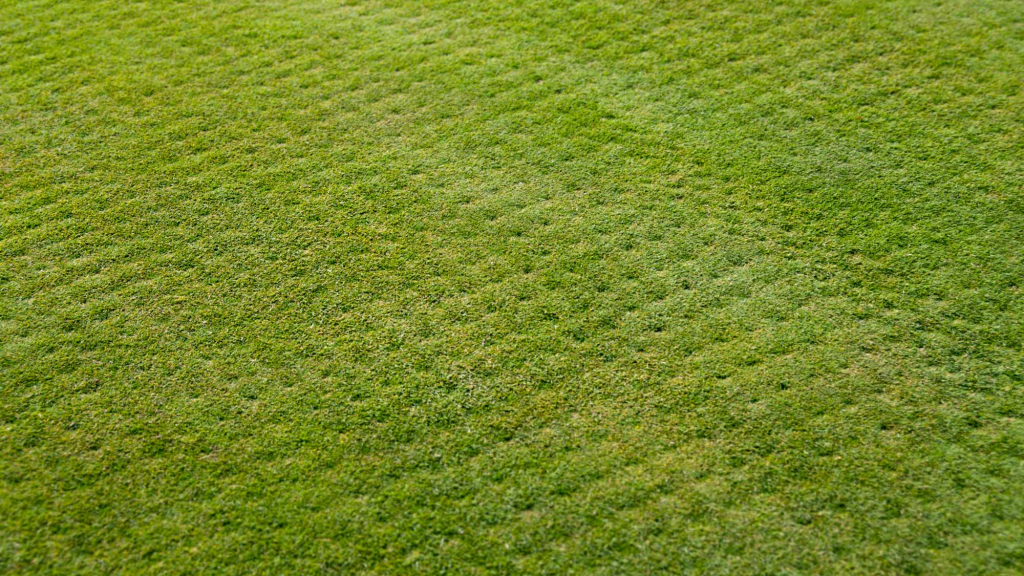 A closeup of a healthy, well-aerated, and green lawn.
