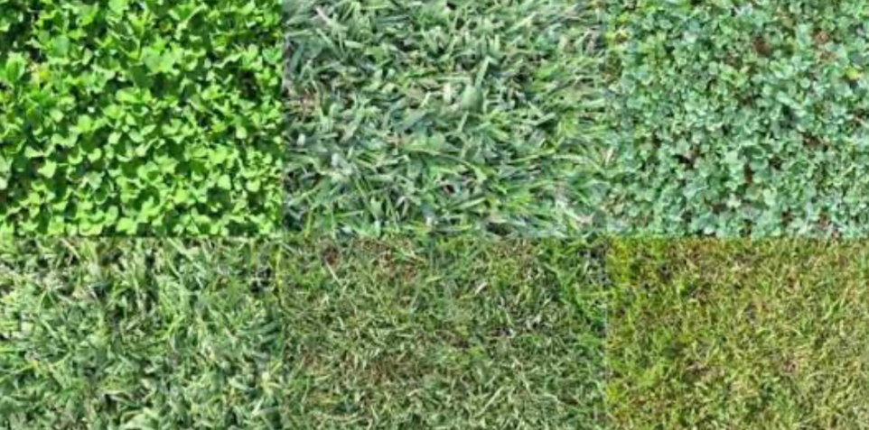 various grass types comparison showing lawn textures for turf selection and lawn care planning