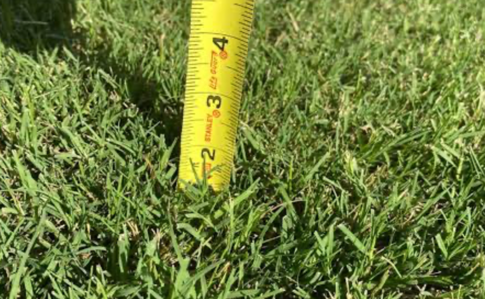 measuring grass height with tape for accurate lawn mowing height and maintenance