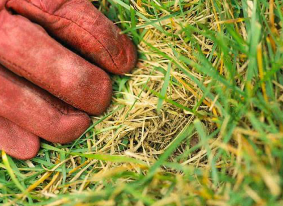 hand checking dry patchy lawn grass for damage diagnosis and lawn repair tips