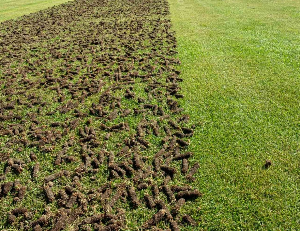 Closeup of Plugs of soil removed by core aeration next to strips of unaerated land.