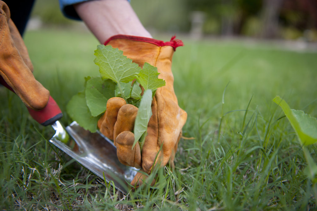 When you use the right weeding tools your gardening is much faster and easier