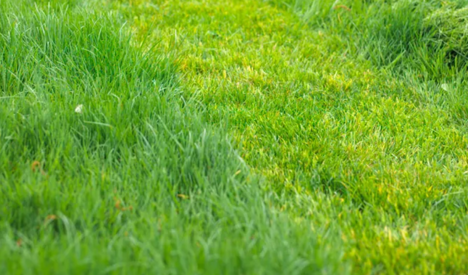 A close up of a strip of mowed lawn between strips of taller unmowed grass.