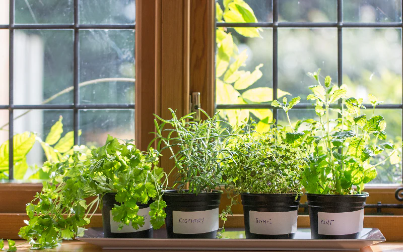 fresh indoor herbs growing in pots by a bright kitchen window for home gardening