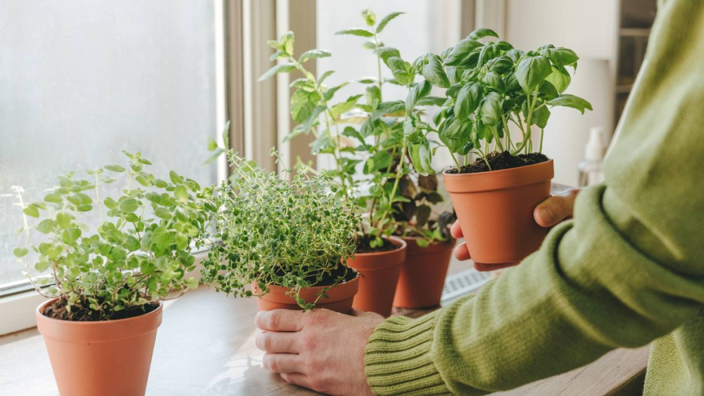 person arranging potted indoor herb plants on a sunny windowsill garden