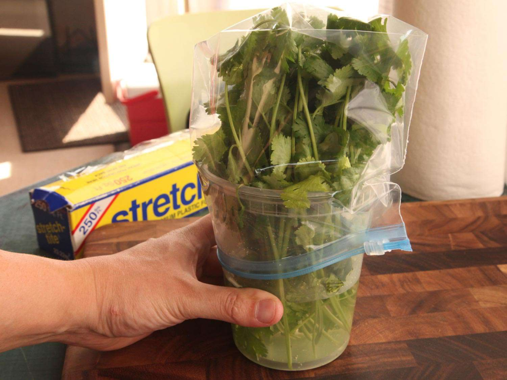 fresh cilantro stored in water with plastic cover to keep herbs fresh longer