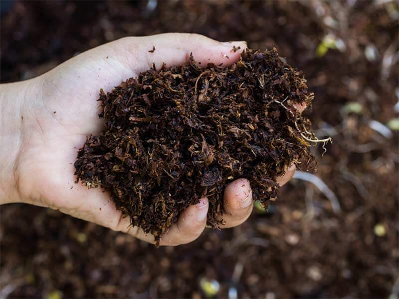 hand holding nutrient rich compost for organic herb gardening and healthy soil