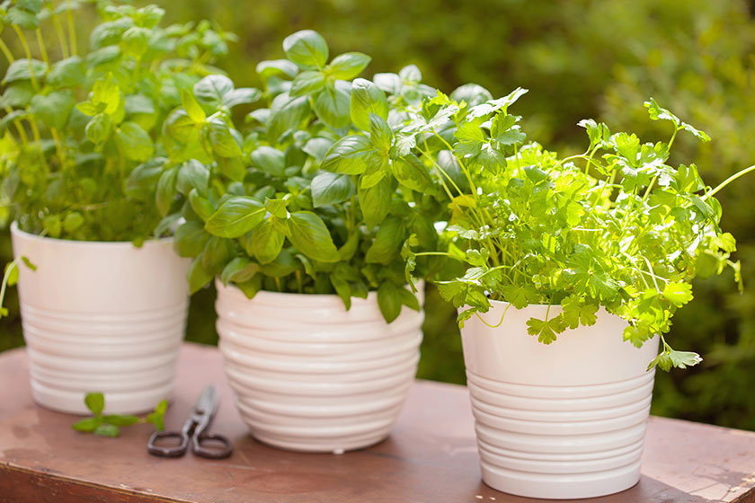 fresh basil and parsley plants in white pots for an easy indoor herb garden