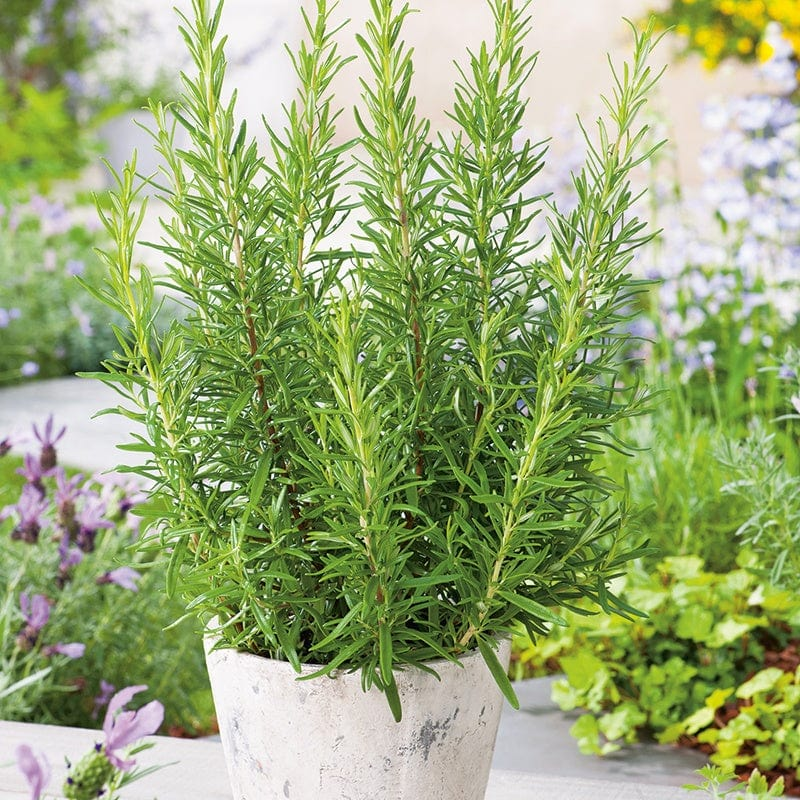 rosemary herb plant growing in a white outdoor planter for kitchen gardening
