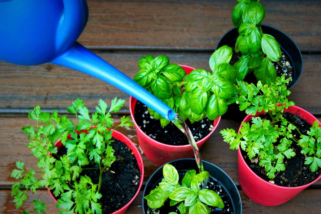 watering potted basil and parsley plants in a small container herb garden