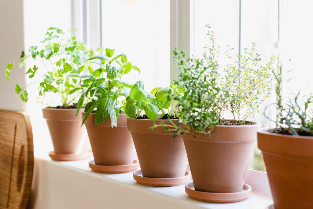 potted kitchen herbs growing indoors near a bright window for fresh cooking ingredients