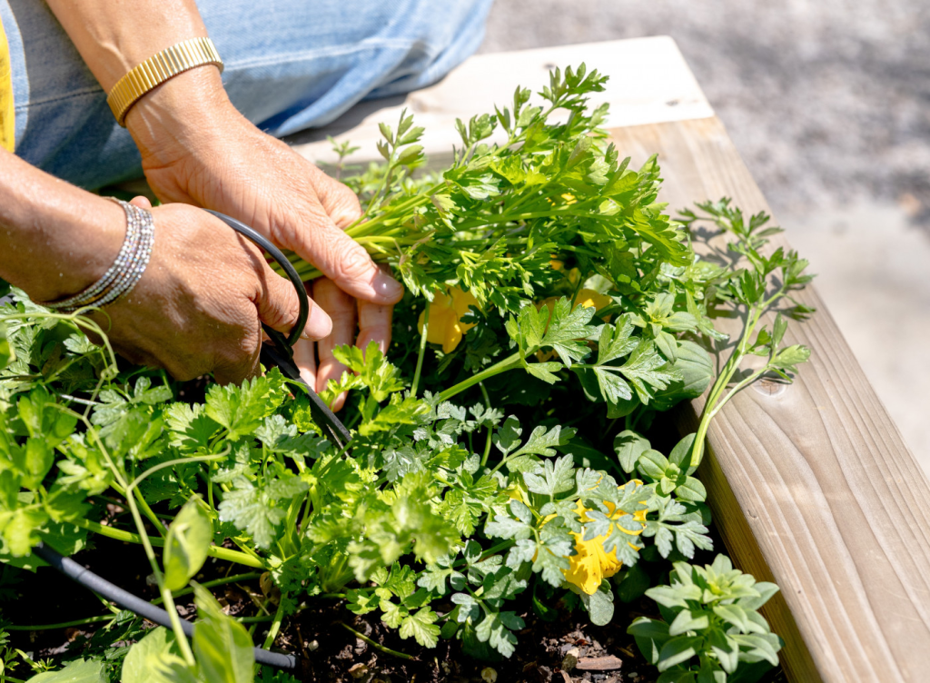 hands harvesting fresh parsley from a raised herb garden with garden scissors