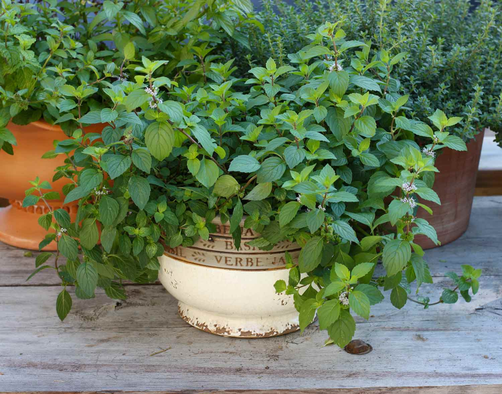 healthy mint plant growing in a decorative container herb garden outdoors