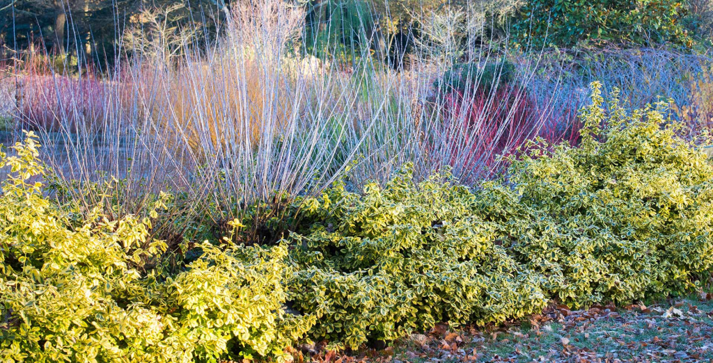 winter landscape garden with colorful shrubs ornamental grasses and frost resistant plants