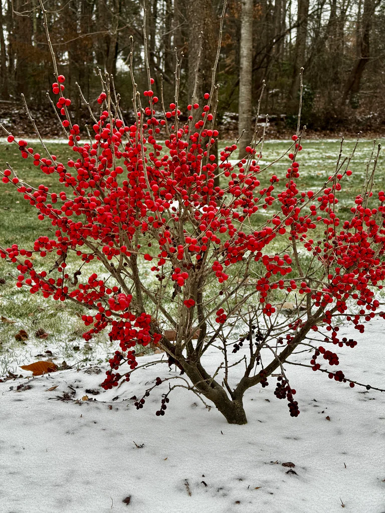 winterberry holly shrub covered with bright red berries in a snowy garden
