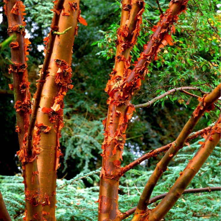 paperbark maple tree featuring decorative peeling cinnamon colored bark in winter