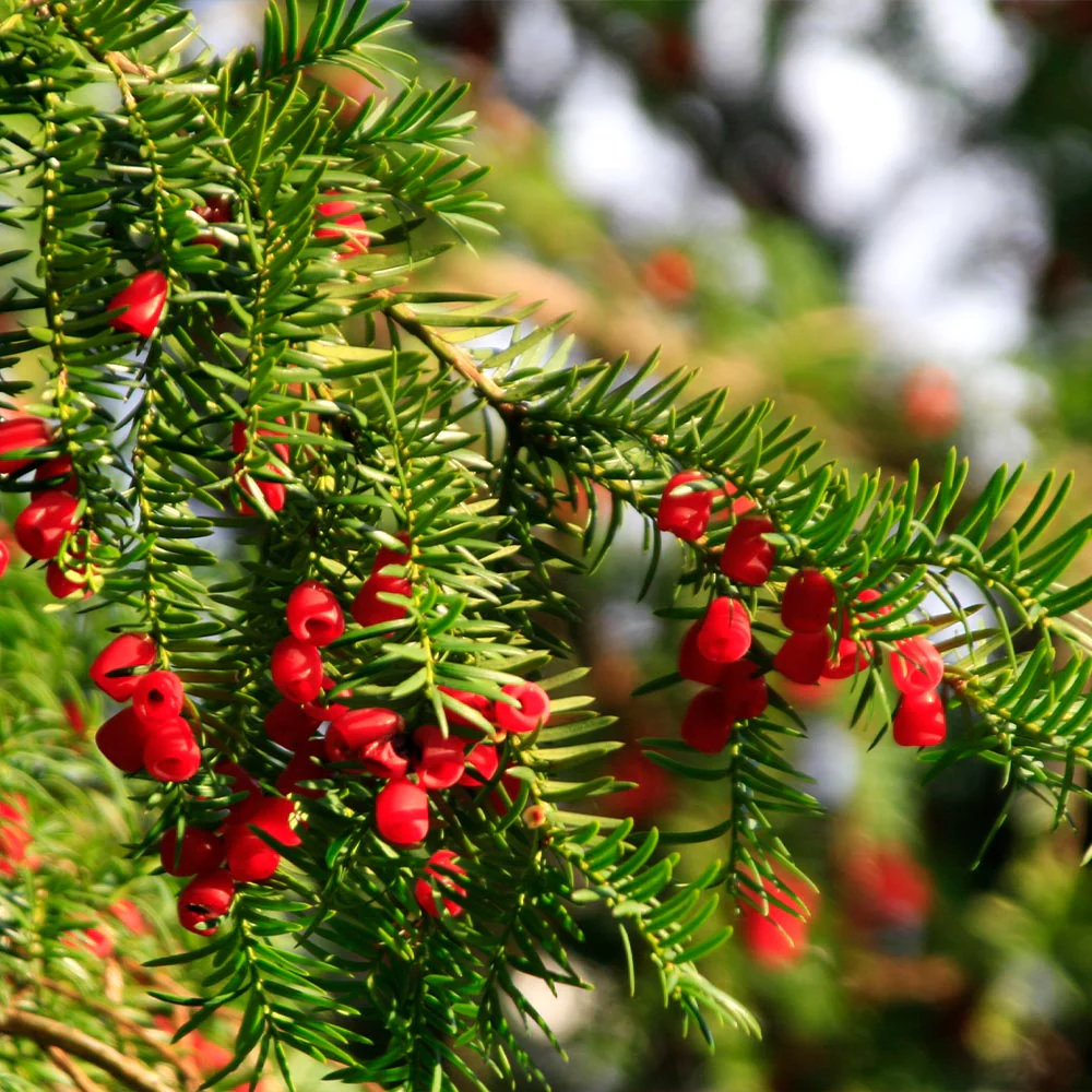 close up of evergreen yew branches with bright red berries in a garden