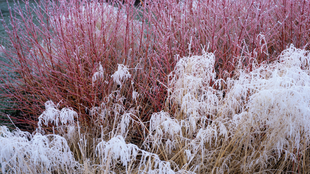 frost covered ornamental grasses and red twig dogwood shrubs in a winter landscape