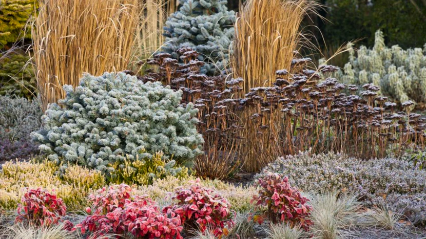 winter garden design with evergreen shrubs ornamental grasses and colorful foliage plants