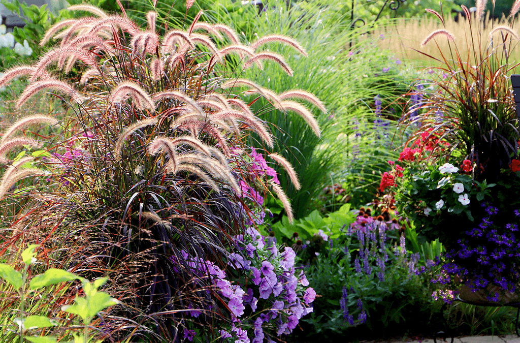 Beautiful orgnanmental plants in a lush yard.
