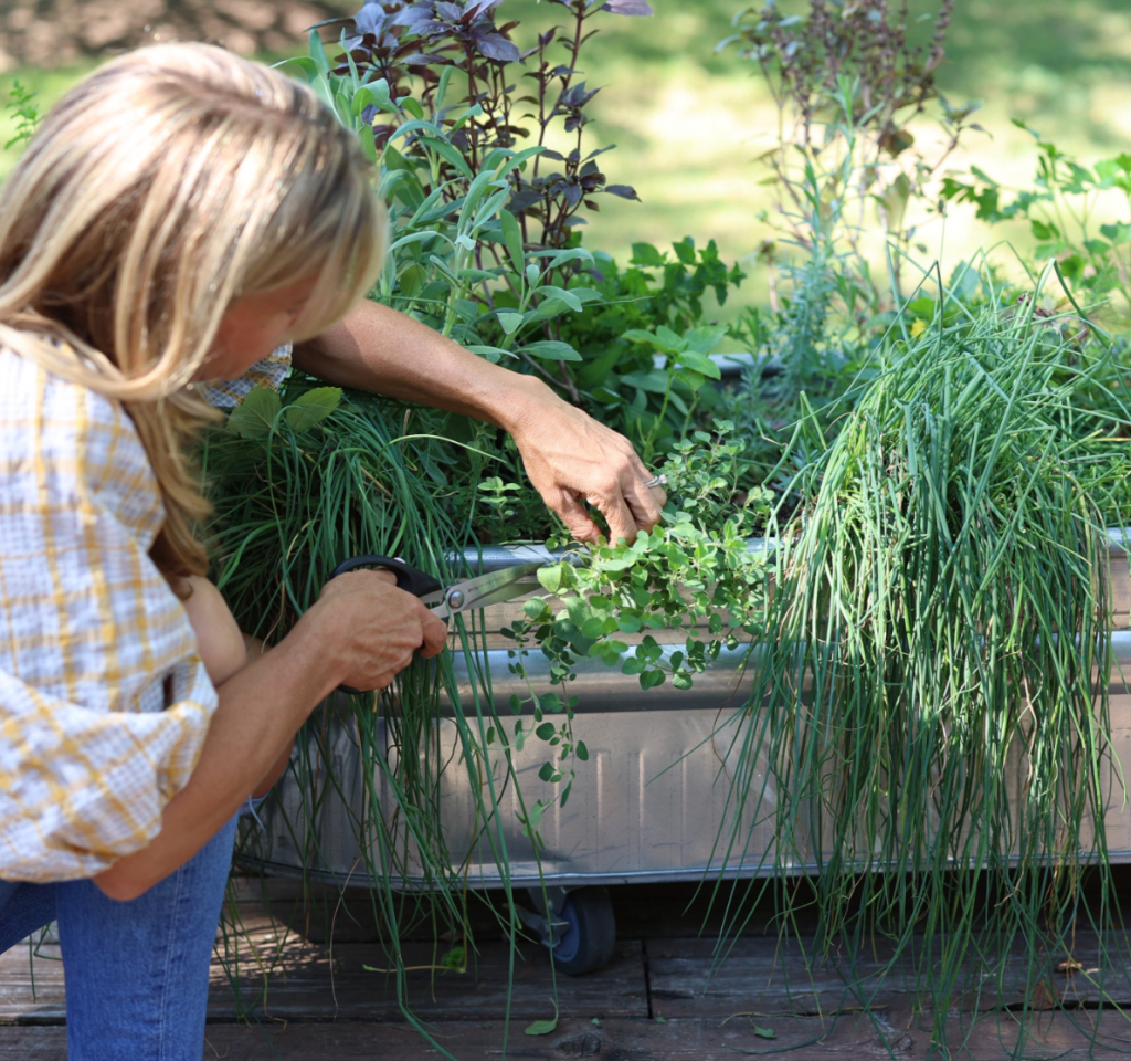 woman harvesting fresh herbs from a raised container herb garden with gardening scissors