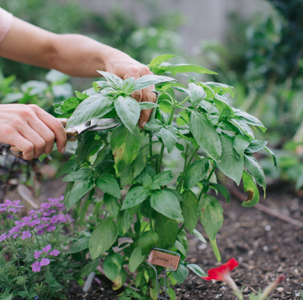 gardener pruning fresh basil plants in outdoor herb garden for healthy growth