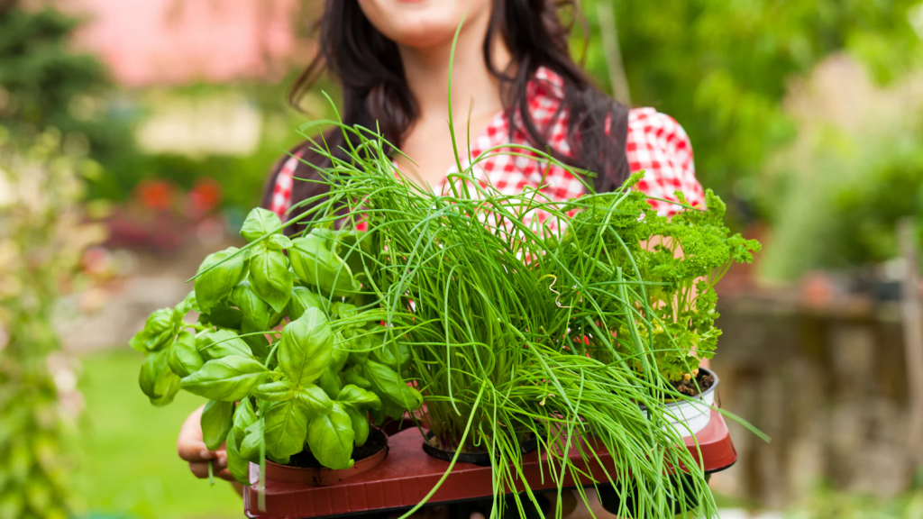 woman holding fresh potted basil chives and parsley herbs in backyard garden