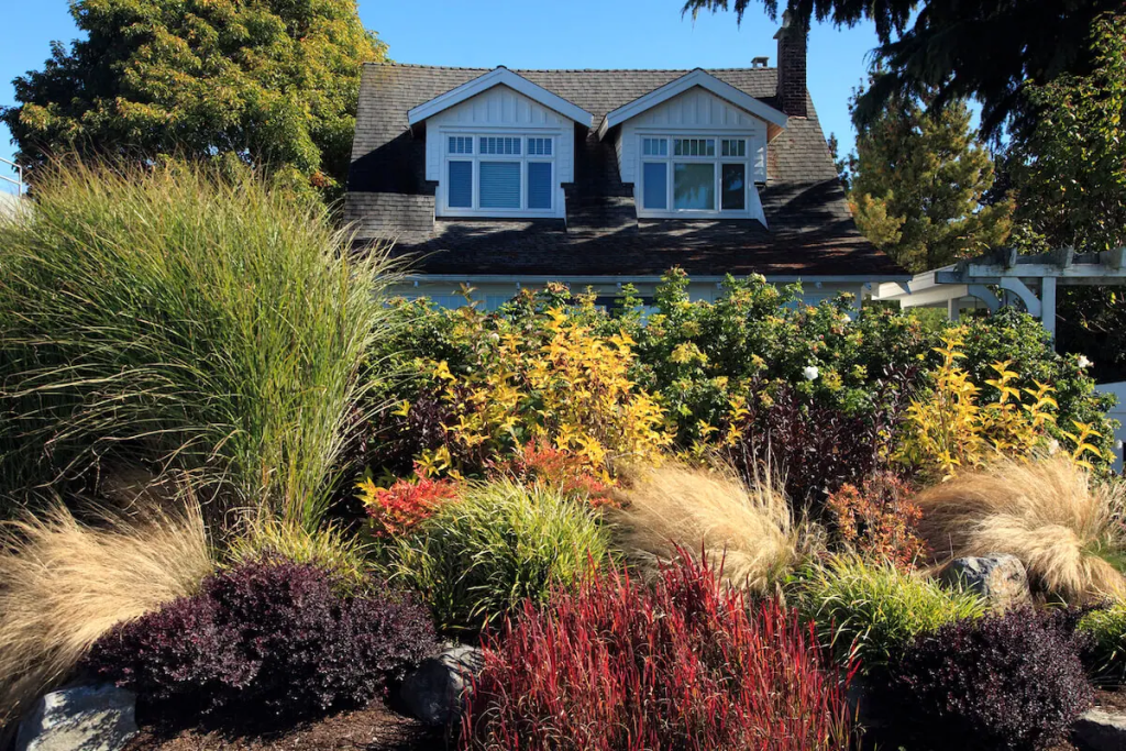 A mix of colorful ornamental grasses in a yard.