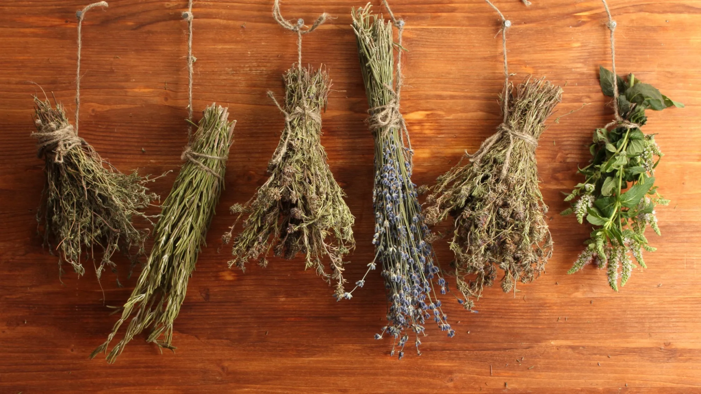 bundles of dried herbs hanging on rustic wooden wall for natural herb storage