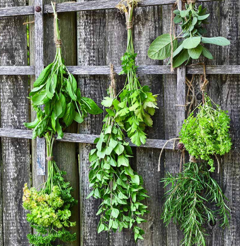fresh garden herbs hanging to dry on rustic wooden fence for herbal preservation
