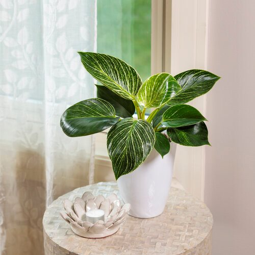 philodendron birkin houseplant in white pot near bright indoor window