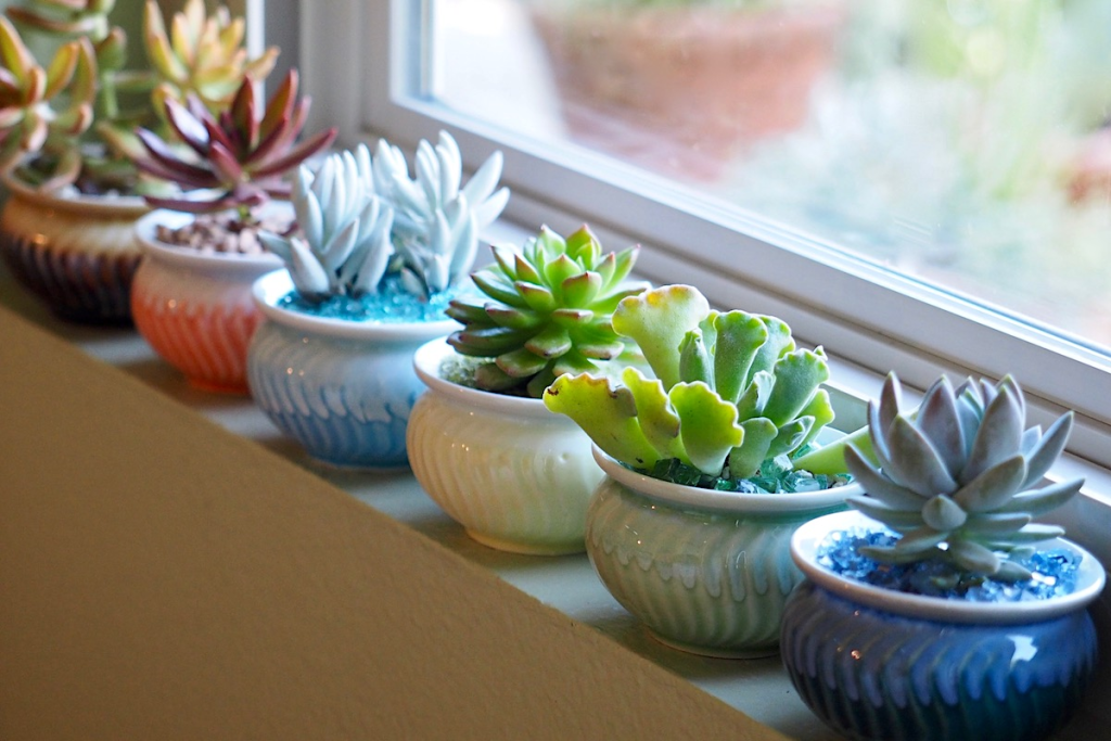 small colorful succulent plants in ceramic pots on sunny indoor windowsill