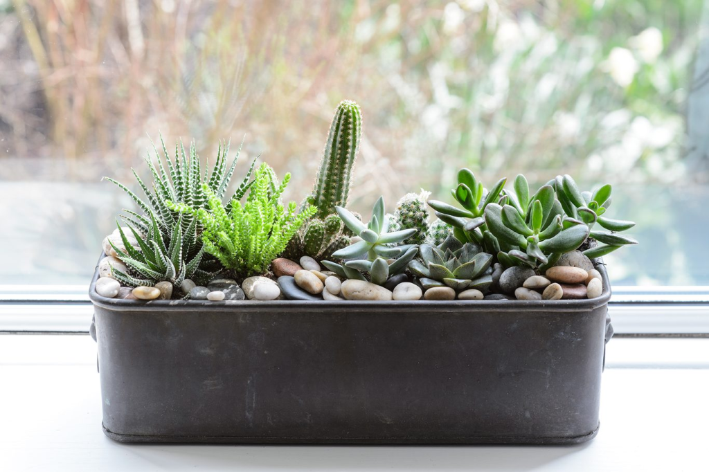 indoor succulent and cactus arrangement in black planter with decorative stones