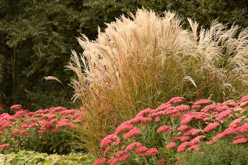 Miscanthus sinensis' tall, graceful blades shimmer bronze in a lush garden.