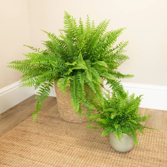 lush boston fern houseplants in woven baskets for indoor home decor