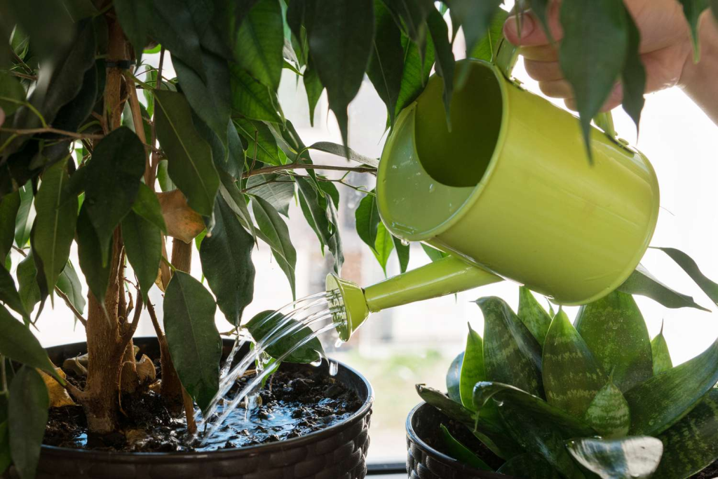 watering indoor houseplants with green watering can near bright window