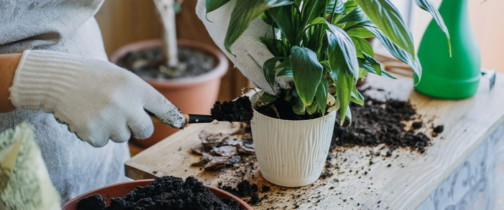 repotting indoor peace lily houseplant with fresh potting soil